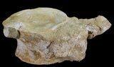 Plesiosaur (Zarafasaura) Dorsal Vertebrae - Morocco #64662-2